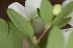 Eastern false rue anemone